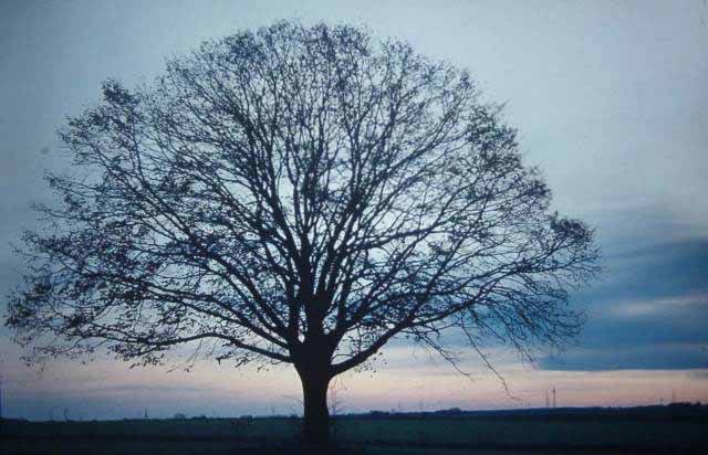 the perfect tree, Buren, Germany